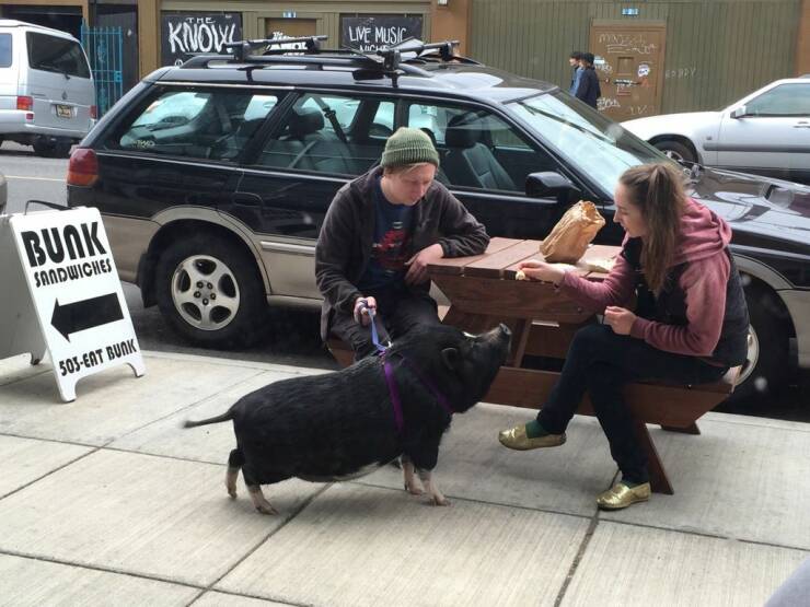 daily dose of random pics - dog - Bunk Sandwiches 503Eat Bunk The Know! Live Music Miche Ed Ddy