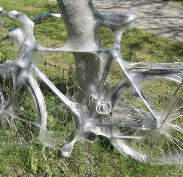 daily dose - cobwebs on bike