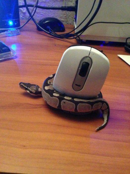 daily dose - snake wrapped around mouse