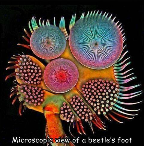 daily dose - microscopic images of cells - Microscopic view of a beetle's foot