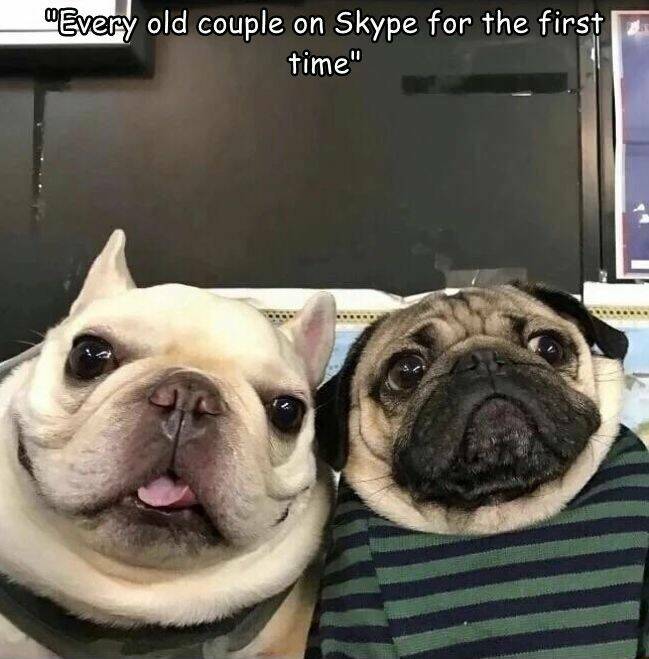 daily dose - doug the pug friends - "Every old couple on Skype for the first time"