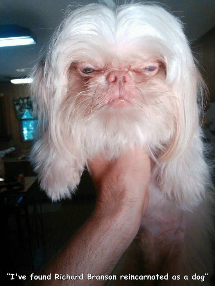 daily dose of pics and memes - dog looks like old man - "I've found Richard Branson reincarnated as a dog"
