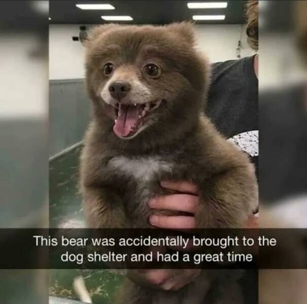 daily dose of pics and memes - funny animals but cute - This bear was accidentally brought to the dog shelter and had a great time