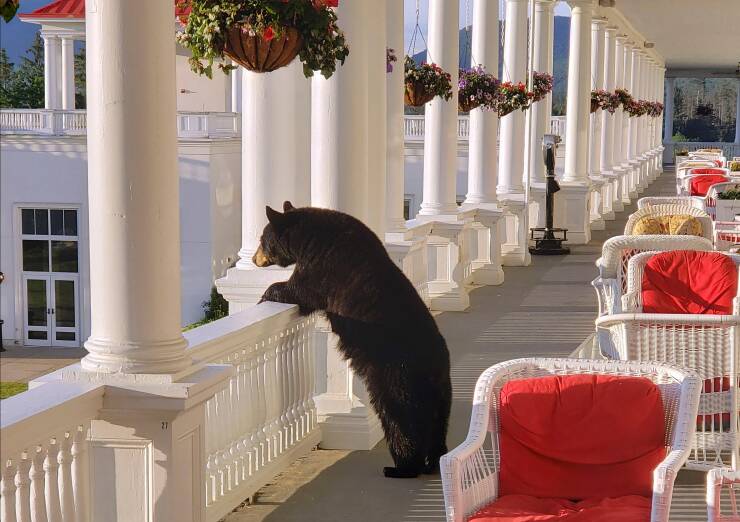 cool pics - bear in new hampshire hotel