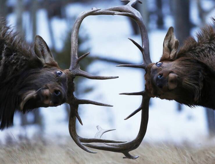 cool pics - fighting elk