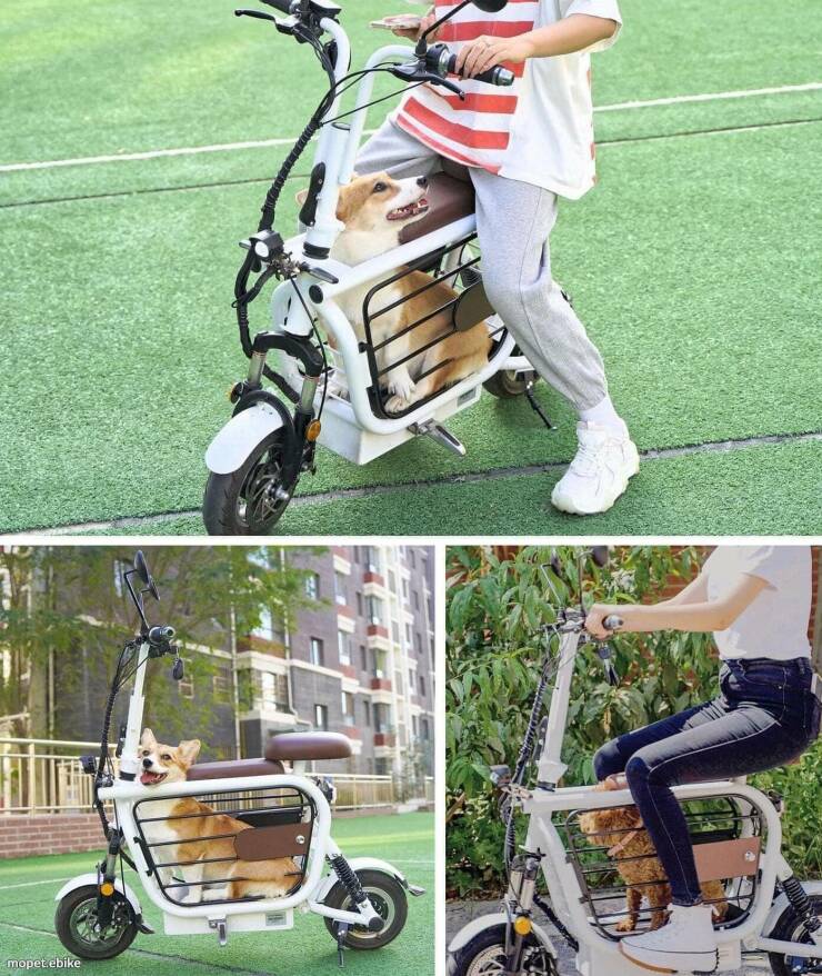 cool pics - pet scooter - mopet.ebike For