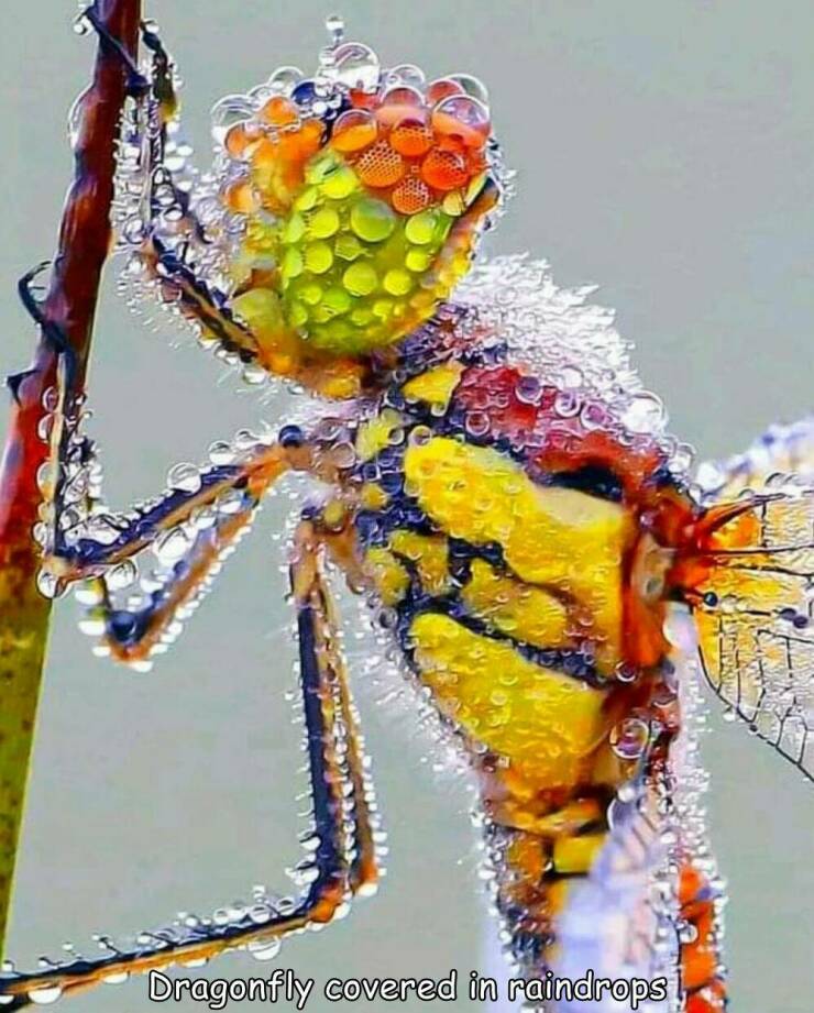 cool pics - eric van peer - Dragonfly covered in raindrops, Asus Verty