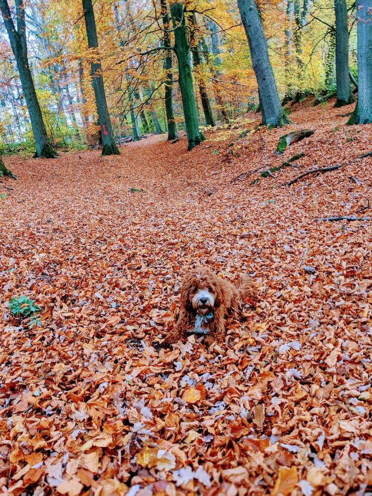 cool pics - leaf