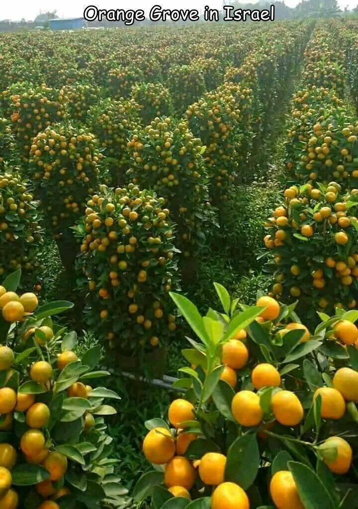 cool pics - citrus high density planting - Orange Grove in Israel