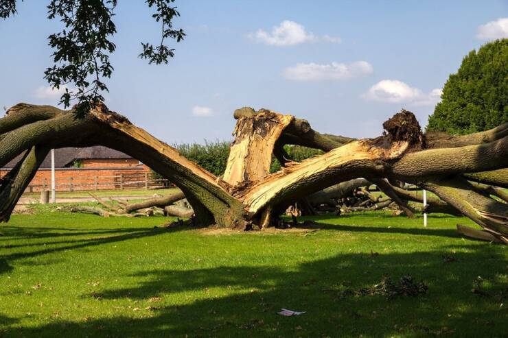 funny pics and memes  - tree struck by lightning uk