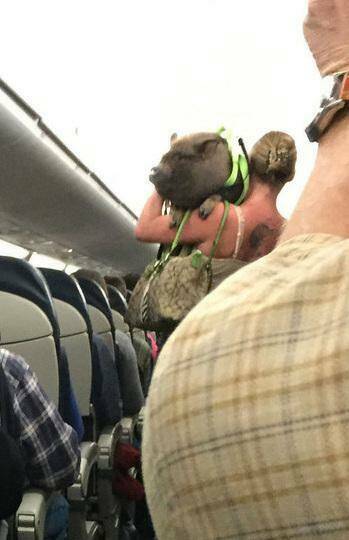 funny pics and memes  - emotional support pig on plane