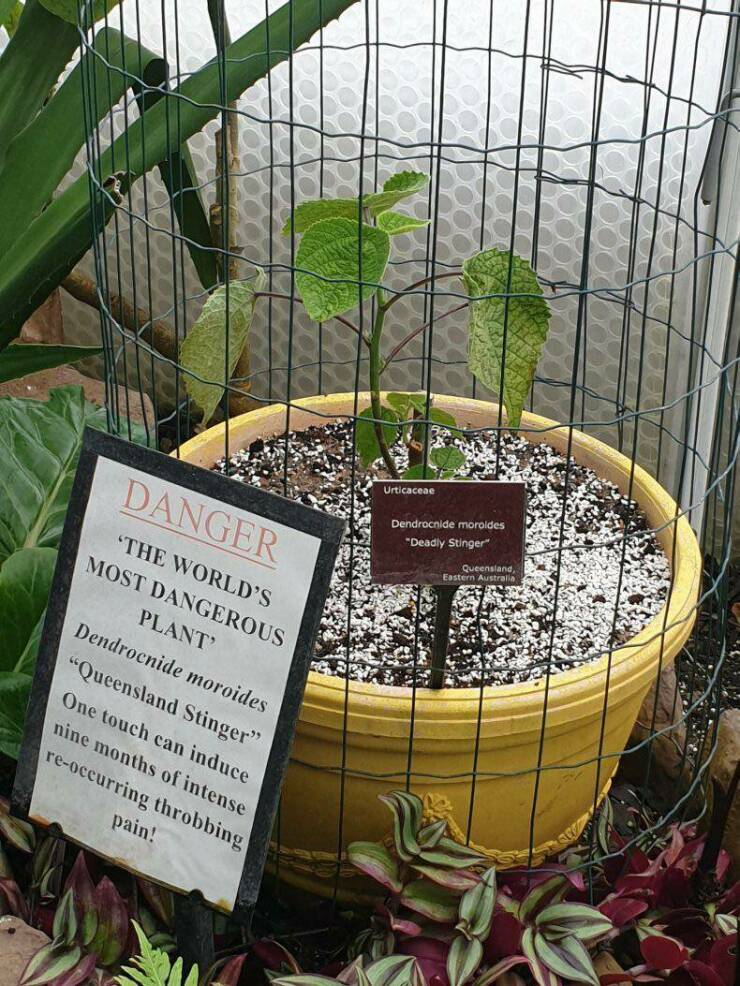 funny pics and memes  - gympie gympie plant sting - Danger 'The World'S Most Dangerous Plant' Dendrocnide moroides "Queensland Stinger" One touch can induce nine months of intense reoccurring throbbing pain! Urticaceae Dendrocnide moroides "Deadly Stinger