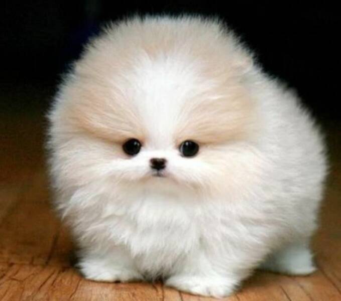 funny and cool pics - teacup pomsky puppies