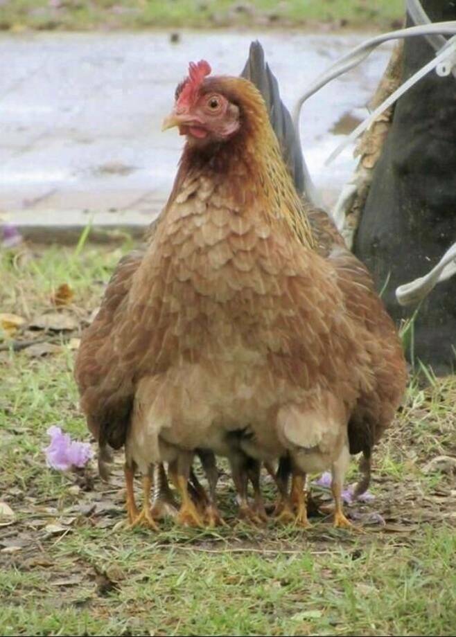 funny and cool pics - chicken many legs