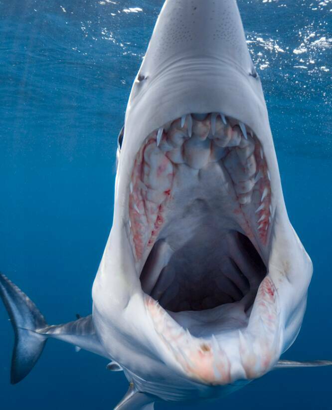 funny and cool pics - shortfin mako shark