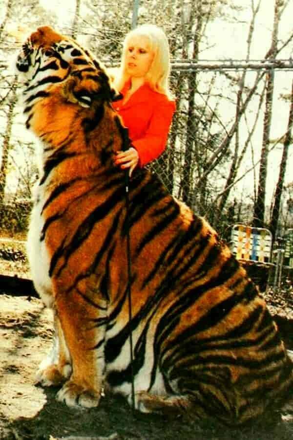 cool random pics - biggest tiger recorded