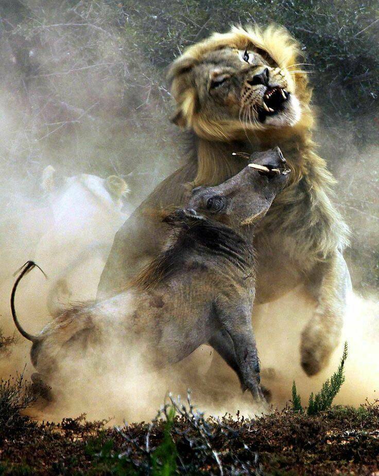 cool random pics - warthog fighting lion -