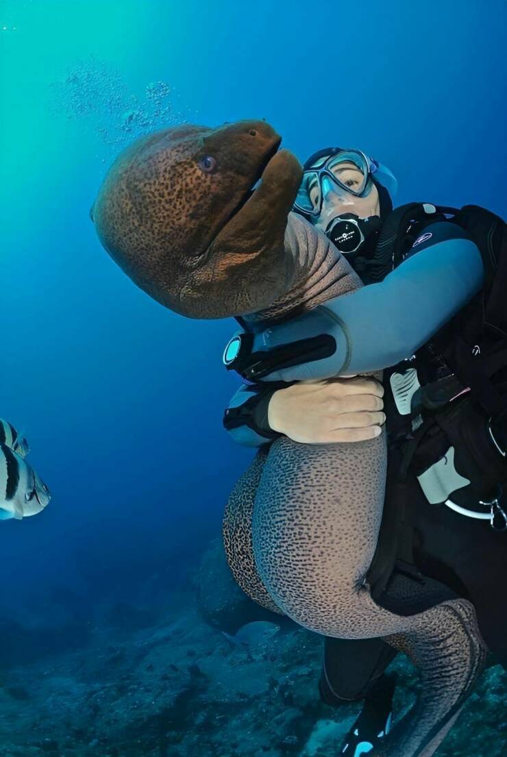 cool random pics - man hugging moray eel -