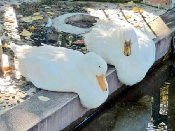 cool random pics - melting ducks
