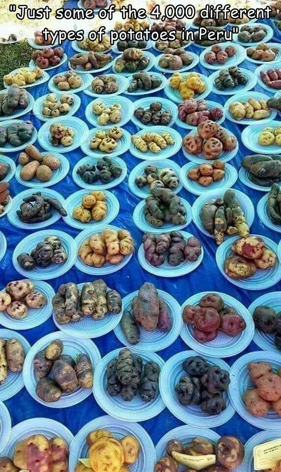 random pics - "Just some of the 4,000 different types of potatoes in Peru" 26