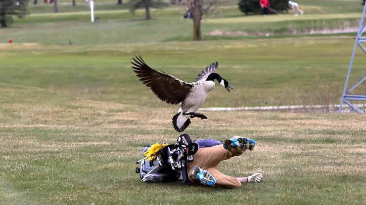 funy filled photos - goose attacks golfer