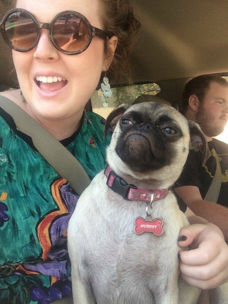 funy filled photos - pug - H L Amp