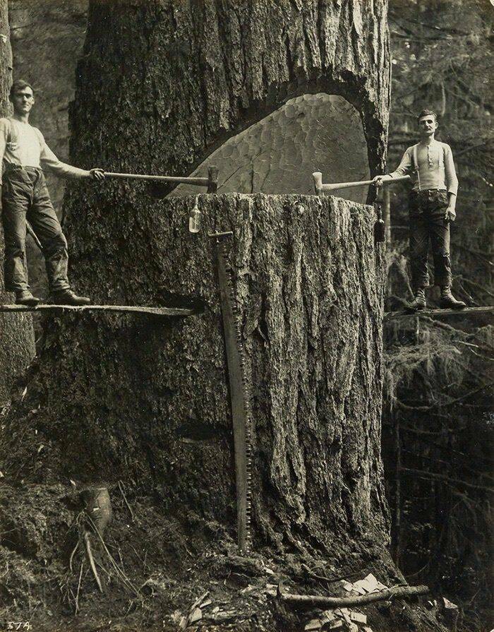 funy filled photos - lumberjacks cutting trees - Shoulumat 26 574