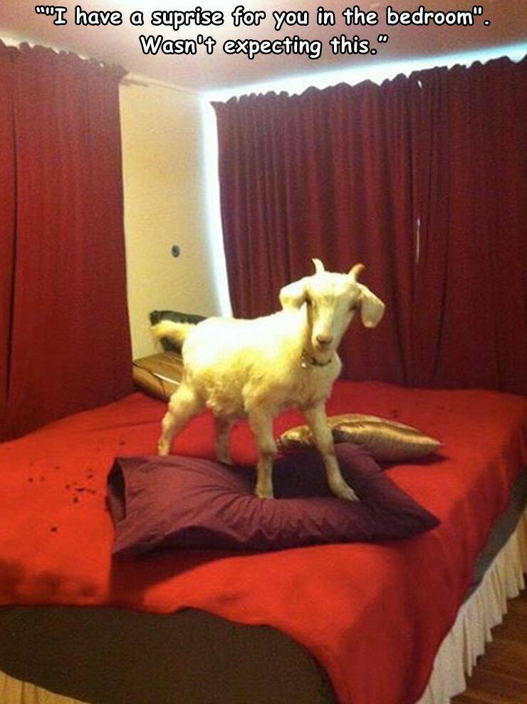 goats - ""I have a suprise for you in the bedroom". Wasn't expecting this."