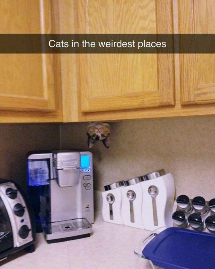 cool random photos - hole in kitchen meme - Cats in the weirdest places 08.