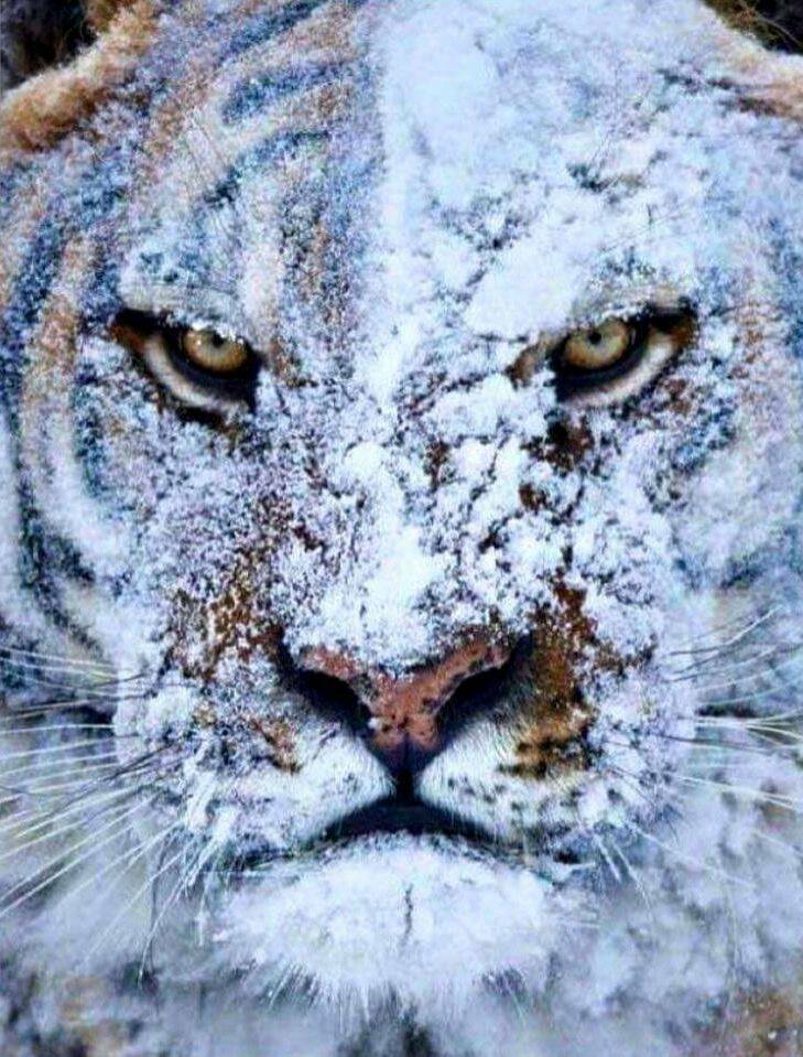 cool random photos - angry tiger in snow