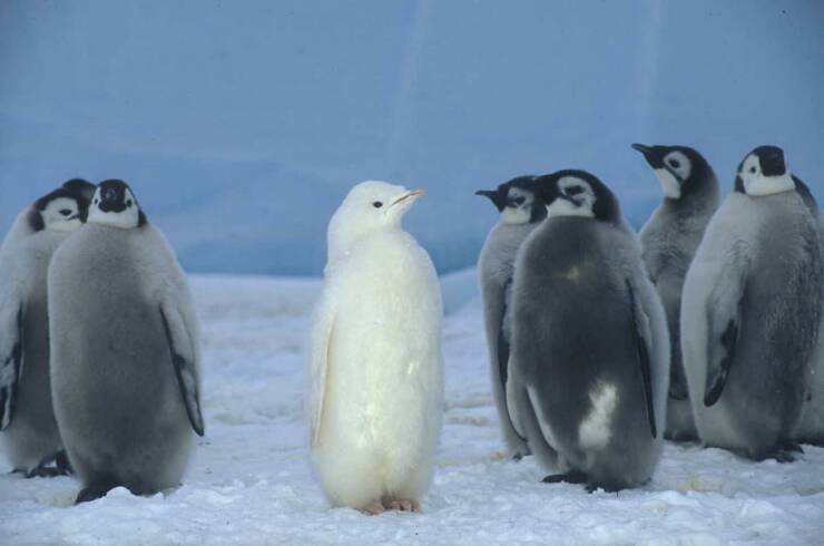 cool random photos - albino emperor penguin