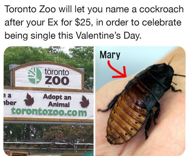 cool random photos - fauna - Toronto Zoo will let you name a cockroach after your Ex for $25, in order to celebrate being single this Valentine's Day. Adopt an Animal torontozoo.com ber toronto Zoo . Mary