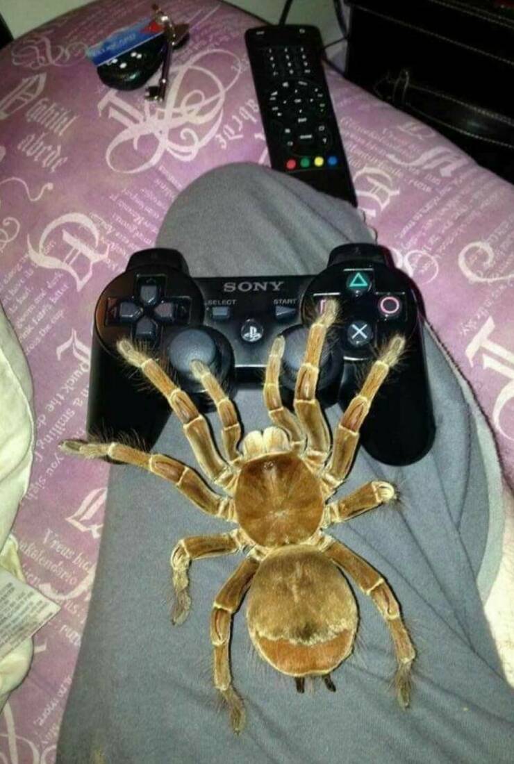 cool random photos - spider with controller - A Gabriel 2009 A at have its b Pink Fatris better ross the cup more, Vreus bick akalendario ien Fils B Monic pr a smiling Quick the de you sign Pun unoslations prey ana abcde Sony Select Start GRyanai 140 als 