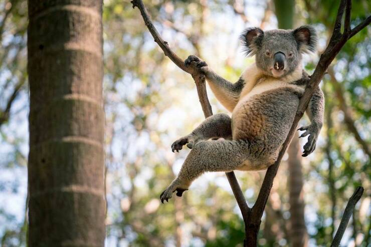 funny memes and pics - sexy koala