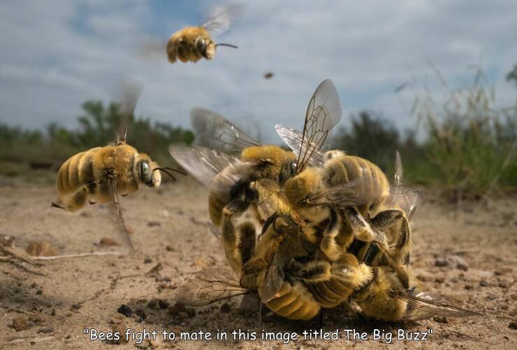 funny memes and pics - wildlife photographer of the year 2022 winner - "Bees fight to mate in this image titled The Big Buzz"