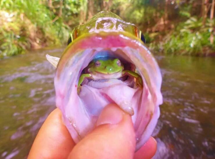 fun random pics - inside frog mouth