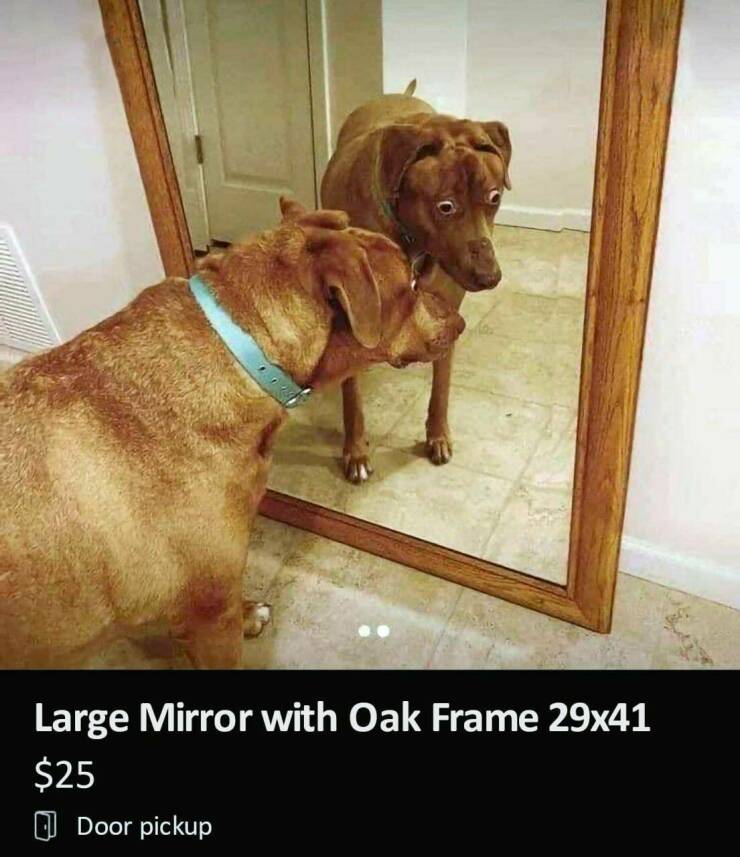cool random pics - photo caption - Large Mirror with Oak Frame 29x41 $25 Door pickup