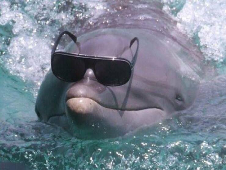 monday morning randomness - dolphin with sunglasses