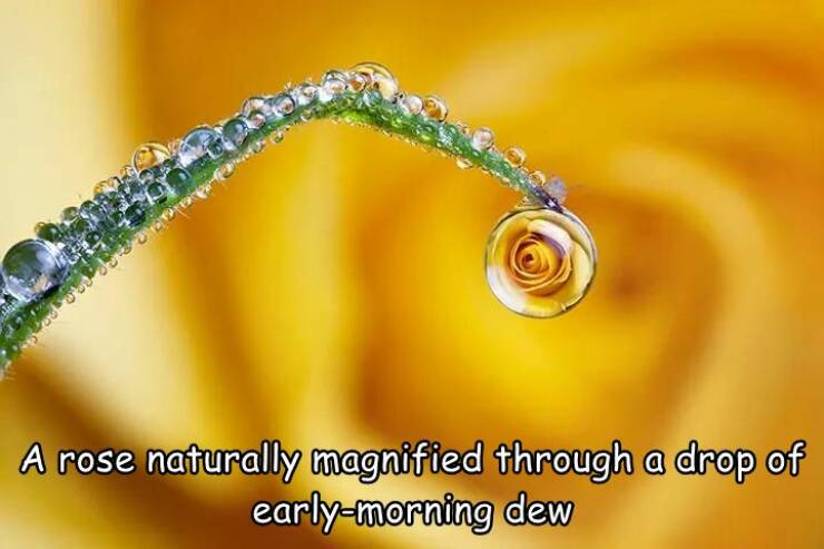 monday morning randomness - macro photography - Voedd A rose naturally magnified through a drop of early morning dew