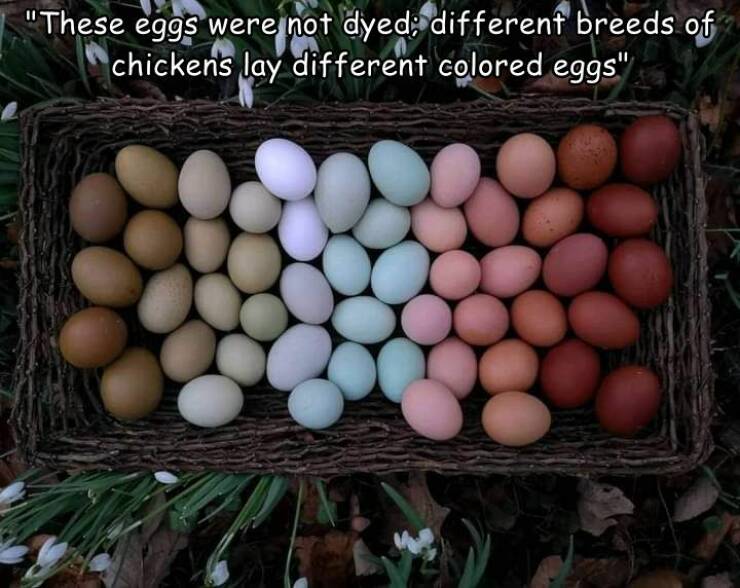 cool random pcis - egg - "These eggs were not dyed; different breeds of chickens lay different colored eggs"