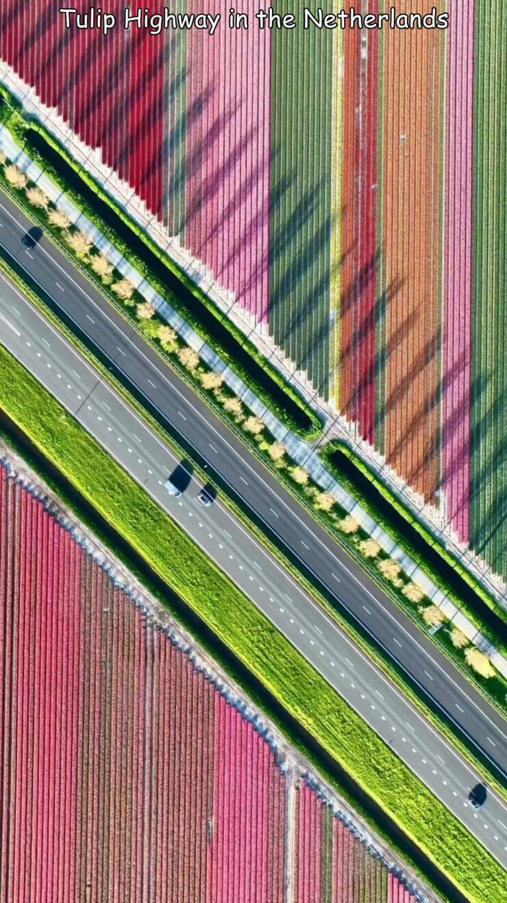 cool random pcis - Tulip - Tulip Highway in the Netherlands Camelbaoreebblesses 201 Wwxxxx Braint Dowan 1001 Bara