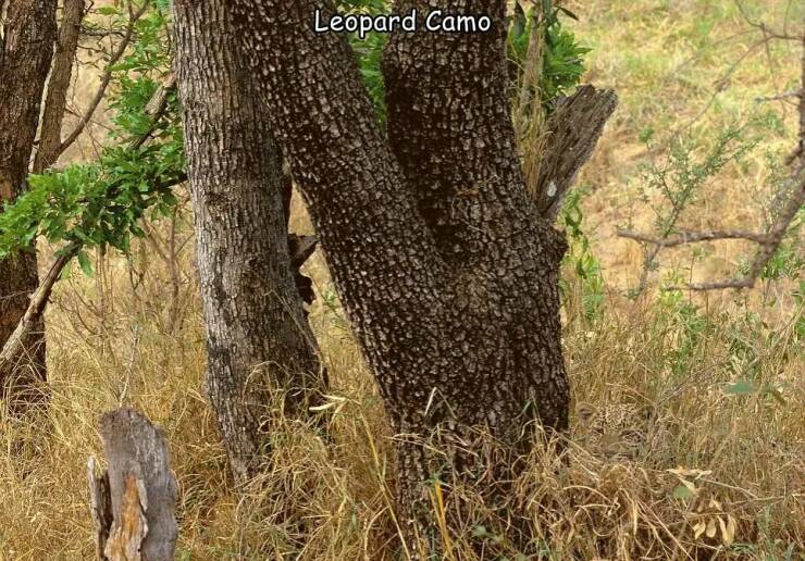 cool random pcis - leopard camouflage - Leopard Camo