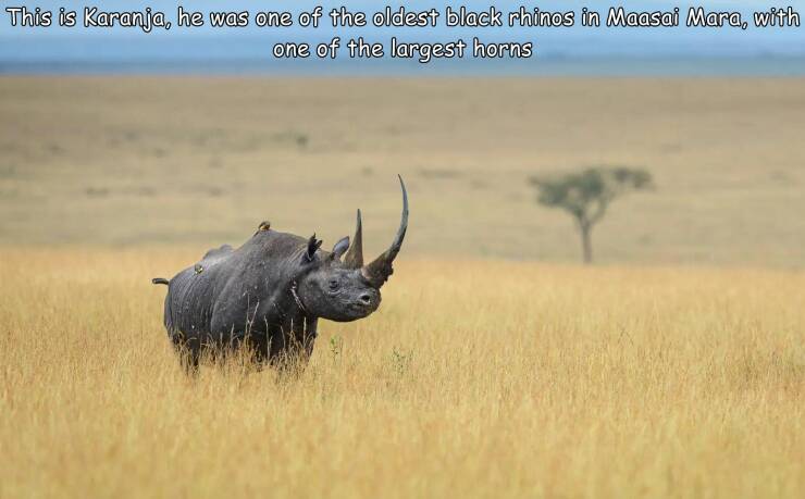 cool random pcis - Black rhinoceros - This is Karanja, he was one of the oldest black rhinos in Maasai Mara, with one of the largest horns