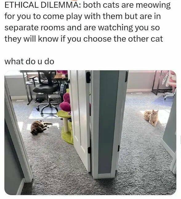 Monday Morning Randomness - Cat - Ethical Dilemma both cats are meowing for you to come play with them but are in separate rooms and are watching you so they will know if you choose the other cat what do u do