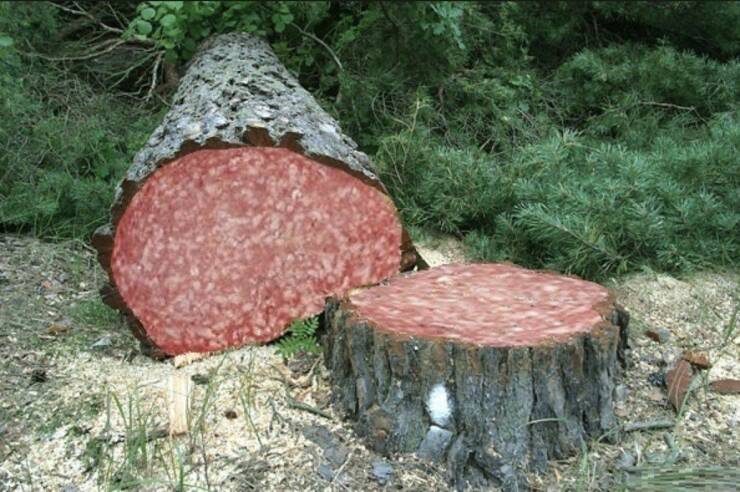 cool random pics - italian tree salami