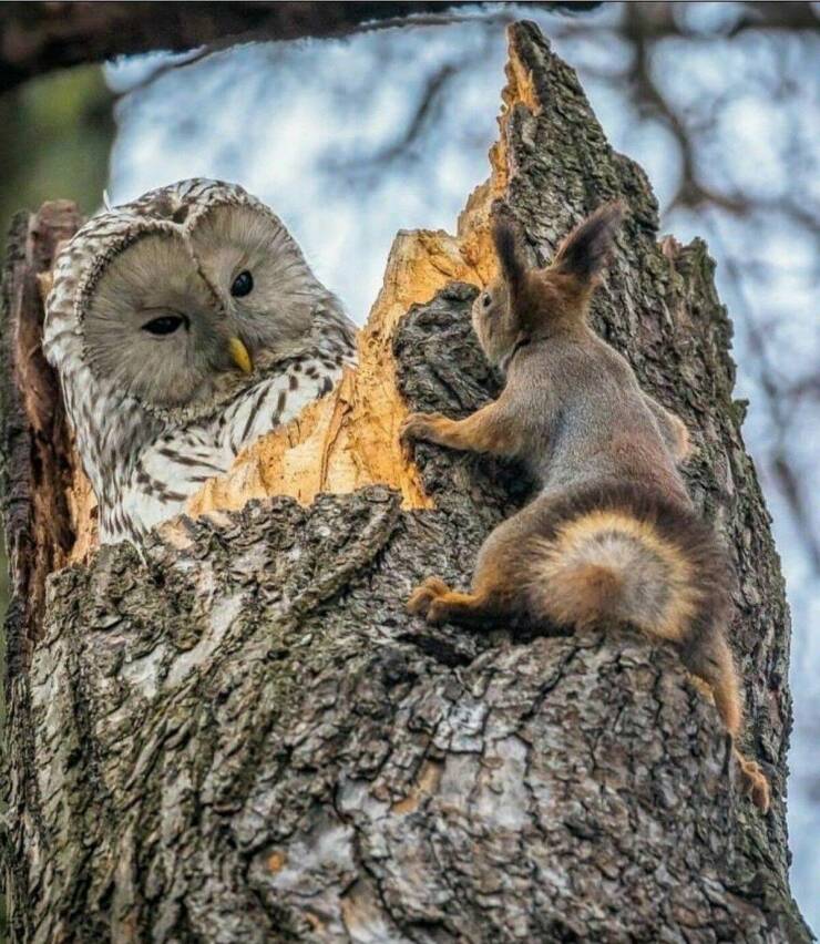 cool random pics - owl squirrel