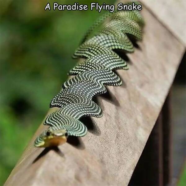cool random pics - ribbon flying snake - A Paradise Flying Snake