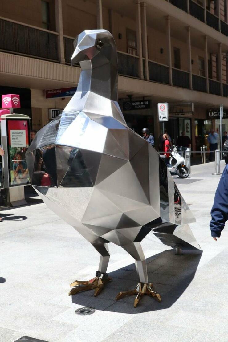 cool random pics - pigeon in rundle mall adelaide - Oi! | cc 548