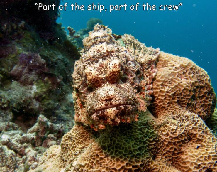 fun random pics - coral reef - "Part of the ship, part of the crew"