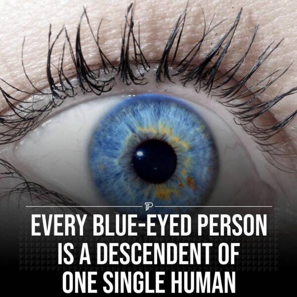fun random pics - Mutation - P Every BlueEyed Person Is A Descendent Of One Single Human